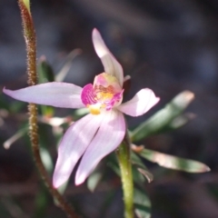 Caladenia alata (Fairy Orchid) at Vincentia, NSW - 1 Sep 2022 by AnneG1