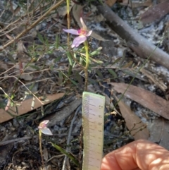 Caladenia alata at Vincentia, NSW - suppressed