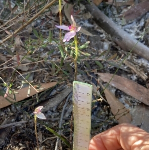 Caladenia alata at Vincentia, NSW - 1 Sep 2022