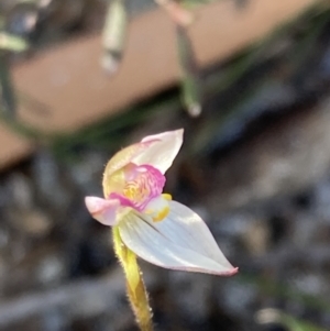 Caladenia alata at Vincentia, NSW - 1 Sep 2022