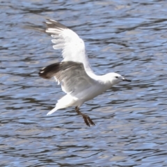 Chroicocephalus novaehollandiae (Silver Gull) at Lake Ginninderra - 3 Sep 2022 by AlisonMilton