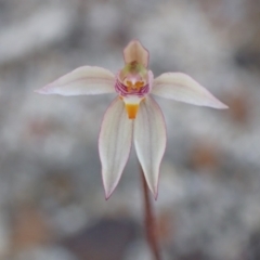 Caladenia alata (Fairy Orchid) at Vincentia, NSW - 1 Sep 2022 by AnneG1