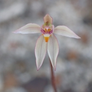 Caladenia alata at Vincentia, NSW - 1 Sep 2022