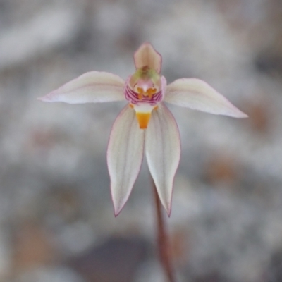 Caladenia alata (Fairy Orchid) at Vincentia, NSW - 1 Sep 2022 by AnneG1