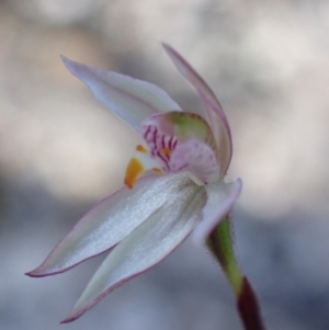 Caladenia alata at Vincentia, NSW - 1 Sep 2022