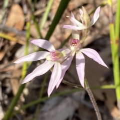 Caladenia carnea (Pink Fingers) at Vincentia, NSW - 1 Sep 2022 by AnneG1