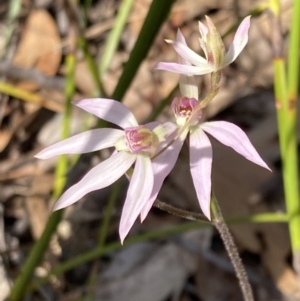 Caladenia carnea at Vincentia, NSW - suppressed