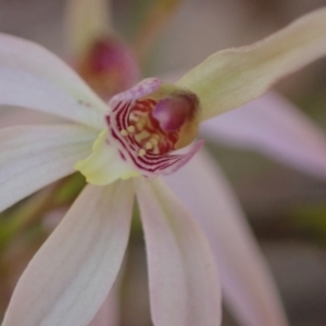 Caladenia carnea at Vincentia, NSW - suppressed