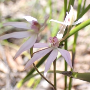 Caladenia carnea at Vincentia, NSW - suppressed