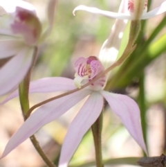 Caladenia carnea at Vincentia, NSW - suppressed