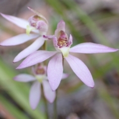 Caladenia hillmanii (Purple Heart Orchid) at Vincentia, NSW - 1 Sep 2022 by AnneG1