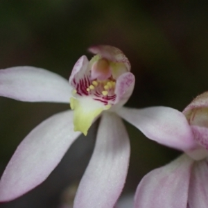 Caladenia hillmanii at Vincentia, NSW - suppressed