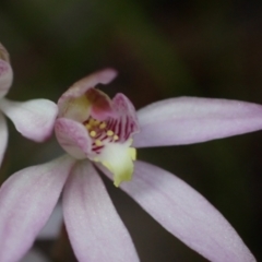 Caladenia hillmanii at Vincentia, NSW - suppressed