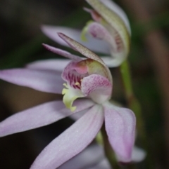 Caladenia hillmanii at Vincentia, NSW - suppressed