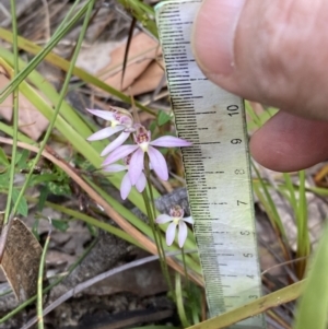 Caladenia hillmanii at Vincentia, NSW - suppressed