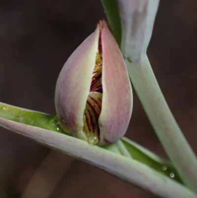 Calochilus sp. at Vincentia, NSW - 3 Sep 2022 by AnneG1