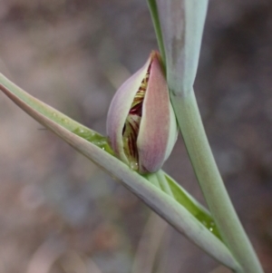 Calochilus sp. at Vincentia, NSW - suppressed