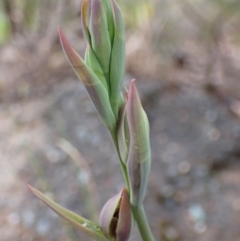 Calochilus sp. at Vincentia, NSW - suppressed