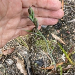 Calochilus sp. at Vincentia, NSW - 3 Sep 2022