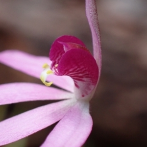 Caladenia hillmanii at Vincentia, NSW - suppressed