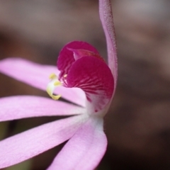 Caladenia hillmanii (Purple Heart Orchid) at Vincentia, NSW - 3 Sep 2022 by AnneG1