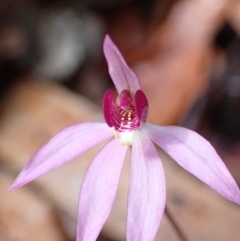 Caladenia hillmanii at Vincentia, NSW - suppressed