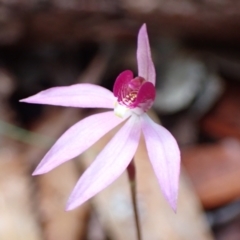 Caladenia hillmanii at Vincentia, NSW - 3 Sep 2022