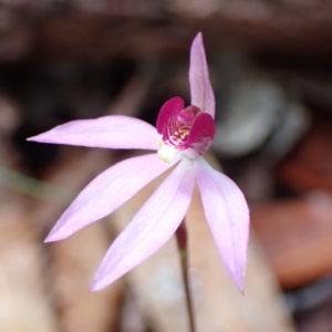 Caladenia hillmanii at Vincentia, NSW - suppressed