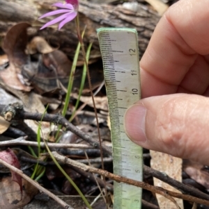 Caladenia hillmanii at Vincentia, NSW - suppressed