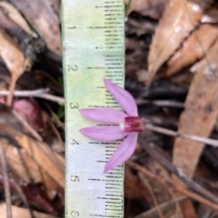 Caladenia hillmanii at Vincentia, NSW - 3 Sep 2022