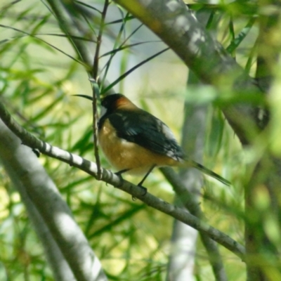 Acanthorhynchus tenuirostris (Eastern Spinebill) at GG182 - 3 Sep 2022 by KMcCue