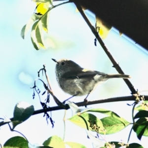 Acanthiza pusilla at Aranda, ACT - 3 Sep 2022