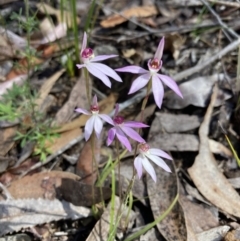 Caladenia hillmanii (Purple Heart Orchid) at Vincentia, NSW - 3 Sep 2022 by AnneG1