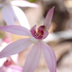 Caladenia hillmanii at Vincentia, NSW - suppressed