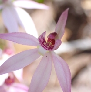 Caladenia hillmanii at Vincentia, NSW - suppressed