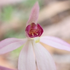 Caladenia hillmanii at Vincentia, NSW - suppressed