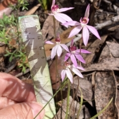 Caladenia hillmanii at Vincentia, NSW - suppressed