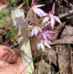 Caladenia hillmanii at Vincentia, NSW - suppressed