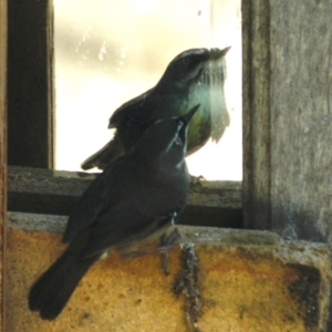 Sericornis frontalis at Aranda, ACT - 3 Sep 2022