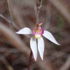 Caladenia alata (Fairy Orchid) at Vincentia, NSW - 3 Sep 2022 by AnneG1