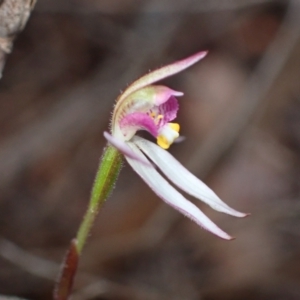 Caladenia alata at Vincentia, NSW - 3 Sep 2022