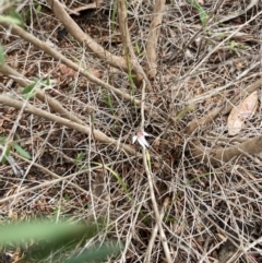 Caladenia alata at Vincentia, NSW - suppressed