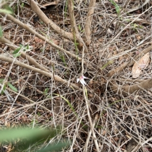Caladenia alata at Vincentia, NSW - suppressed