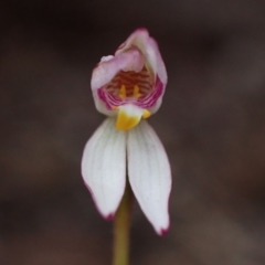 Caladenia alata (Fairy Orchid) at Vincentia, NSW - 3 Sep 2022 by AnneG1