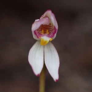 Caladenia alata at Vincentia, NSW - suppressed