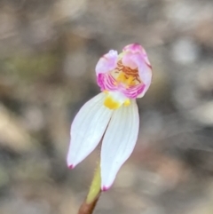 Caladenia alata at Vincentia, NSW - suppressed