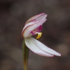 Caladenia alata at Vincentia, NSW - suppressed