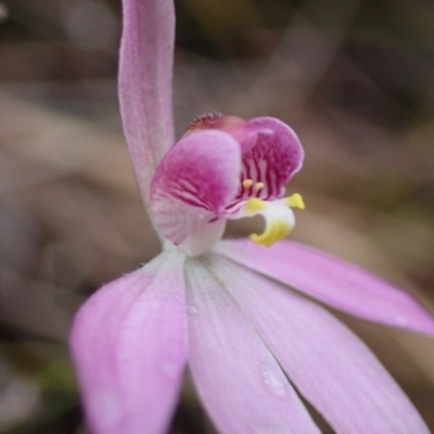 Caladenia hillmanii (Purple Heart Orchid) at Vincentia, NSW - 3 Sep 2022 by AnneG1