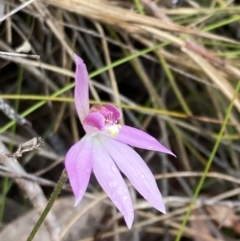 Caladenia hillmanii at Vincentia, NSW - suppressed