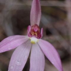 Caladenia hillmanii at Vincentia, NSW - suppressed